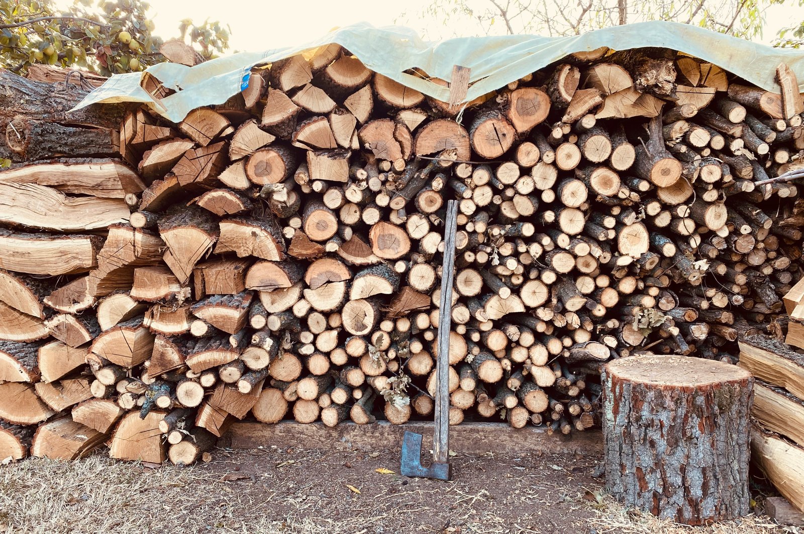 6-Best-Types-of-Wood-For-Boat-Building